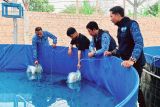 Ditjen Perikanan Budidaya KKP beri pendampingan program bioflok lele di Ponpes di Bandarlampung