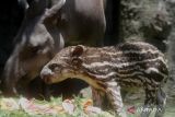 Bayi tapir Brazil (Tapirus terrestris) berusia empat minggu yang diberi nama Paulina berada dalam lindungan induknya di Batu Secret Zoo, Jawa Timur, Rabu (4/10/2023). Dengan kelahiran bayi tapir tersebut menambah koleksi tapir brazil di kebun binatang tersebut menjadi tiga ekor. ANTARA Jatim/Ari Bowo Sucipto/zk 