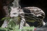 Bayi tapir Brazil (Tapirus terrestris) berusia empat minggu yang diberi nama Paulina memakan dedaunan di Batu Secret Zoo, Jawa Timur, Rabu (4/10/2023). Dengan kelahiran bayi tapir tersebut menambah koleksi tapir brazil di kebun binatang tersebut menjadi tiga ekor. ANTARA Jatim/Ari Bowo Sucipto/zk 