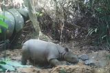 Seekor anak badak jawa terekam kamera jebak di Taman Nasional Ujung Kulon