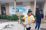 BKSDA Sumbar evakuasi biawak di SDN 63 Lubuk Basung Agam