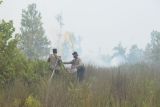 655 hektare lahan terbakar