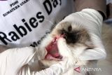 Petugas memeriksa kesehatan kucing sebelum melakukan penyutikan vaksin rabies di UPTD Klinik Hewan Dinas Perkebunan dan Perternakan Sumatera Utara, Medan, Rabu (4/10/2023). Dinas Perkebunan dan Perternakan Sumatera Utara menyediakan 45 ribu dosis vaksin rabies gratis untuk 33 kabupaten/kota di Sumut dalam rangka memperingati  Hari Rabies Sedunia.