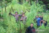 Polisi temukan sekitar lima hektare ladang ganja di Aceh Utara