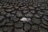 Seekor ikan mati di antara tanah yang retak akibat mengeringnya Danau Cinere di Depok, Jawa Barat, Selasa (3/10/2023). BMKG memprediksi beberapa wilayah di Indonesia masih mengalami kekeringan pada Oktober 2023 akibat efek El Nino. ANTARA FOTO/Wahyu Putro A/YU