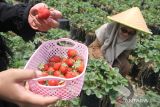 Wisatawan memetik stroberi di tempat wisata Lumbung Stroberi di Pandanrejo, Batu, Jawa Timur, Sabtu (7/10/2023). Tempat wisata berupa kebun stroberi seluas 2,3 hektare tersebut dikelola oleh Badan Usaha Milik Desa (BUMDES) Raharjo-Pandanrejo dengan memberdayakan petani dan pemuda setempat serta memanfaatkan pemasaran digital, sehingga dalam kurun waktu lima tahun mampu memiliki omzet sekitar Rp75 juta per tahun dan menyumbang Pendapatan Asli Desa (PAD). ANTARA Jatim/Ari Bowo Sucipto/zk 