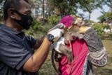 Petugas kesehatan bersiap menyuntikan vaksin rabies ke hewan peliharaan milik warga di Bogor, Jawa Barat, Sabtu (7/10/2023). Hari Rabies Sedunia yang jatuh pada tanggal 28 September tersebut dirayakan serentak seluruh Indonesia pada tanggal 7 Oktober 2023 untuk mencetak rekor MURI Vaksinasi Massal Rabies seluruh Indonesia. ANTARA FOTO/Muhammad Adimaja/foc.
