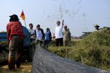 Presiden Jokowi meninjau panen padi di Subang