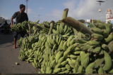 Indonesia memiliki 300 jenis pisang lokal