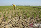 Sawah seluas 110 hektare kekeringan