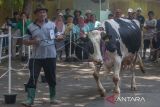 Kontes sapi perah di Salatiga