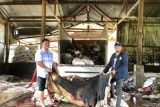Unibos Makassar berdayakan warga Enrekang mengolah limbah kulit sapi