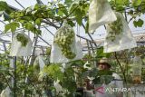 Petani milenial merawat tanaman anggur di Family Garden, Lingkungan Cilame, Kabupaten Ciamis, Jawa Barat, Jumat (13/10/2023). Petani milenial memanfaatkan lahan tidak produktif untuk membudidayakan melon dan anggur menggunakan sistem green house dan metode irigasi tetes yang menghemat penggunaan air serta pupuk. ANTARA FOTO/Adeng Bustomi/agr