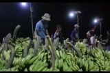 OJK sebut pembiayaan perbankan untuk komoditas pisang masih rendah