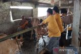 Pemkot Pekalongan tuntaskan pemberian vaksin penguat  PMK hewan ternak