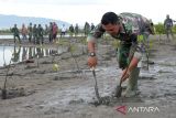 Prajurit  Babinsa Kodam Iskandar Muda bersama warga menanam bibit manggrove di pantai Syiah KJuala, Banda Aceh, Aceh, Rabu (18/10/2023).  Penanaman ribuan bibit manggrove melalui program pembinaan lingkungan hidup tahun anggaran 2023 di kawasan yang terdampak abrasi itu untuk pemulihan ekosistem kawasan hutan pesisir serta peningkatan kualitas lingkungan. ANTARA FOTO/Ampelsa.