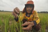 Petani menunjukkan padi berusia tiga bulan yang sulit berbuah di Kecamatan Sukaraja, Kabupaten Selum, Bengkulu, Selasa (17/10/2023). Berdasarkan data Badan Pusat Statistik (BPS) produksi beras nasional tahun 2023 berpotensi berkurang menjadi 30,90 juta ton atau turun 2,05 persen dari produksi tahun sebelumnya sebesar 31,5 juta ton akibat musim kemarau panjang. ANTARA FOTO/Muhammad Izfaldi/tom.