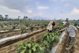 Lampung kembangkan tanam kopi sistem pagar untuk naikkan produktivitas