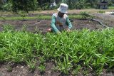 Budidaya Sayur Organik Binaan PT Vale Indonesia