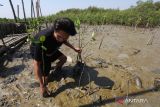 Warga menanam bibit mangrove di Pantai Romokalisari, Surabaya, Jawa Timur, Jumat (20/10/2023). Penanaman sekitar 2.200 bibit mangrove oleh warga NU dan masyarakat setempat itu merupakan salah satu rangkaian kegiatan untuk memperingati  Hari Santri. ANTARA Jatim/Didik Suhartono/zk 