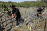 Warga menanam bibit mangrove di Pantai Romokalisari, Surabaya, Jawa Timur, Jumat (20/10/2023). Penanaman sekitar 2.200 bibit mangrove oleh warga NU dan masyarakat setempat itu merupakan salah satu rangkaian kegiatan untuk memperingati  Hari Santri. ANTARA Jatim/Didik Suhartono/zk 