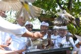 Umat Hindu melepasliarkan burung saat Hari Tumpek Uye di Denpasar, Bali, Sabtu (21/10/2023). Hari Tumpek Uye atau Tumpek Kandang yang merupakan hari suci khusus untuk binatang itu diperingati oleh umat Hindu guna mendoakan binatang sebagai wujud rasa sayang terhadap binatang yang telah memberi manfaat positif bagi kehidupan manusia. ANTARA FOTO/Fikri Yusuf/wsj.