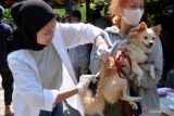 Petugas menyuntikkan vaksin rabies kepada seekor anjing saat Hari Tumpek Uye di Denpasar, Bali, Sabtu (21/10/2023). Hari Tumpek Uye atau Tumpek Kandang yang merupakan hari suci khusus untuk binatang itu diperingati oleh umat Hindu guna mendoakan binatang sebagai wujud rasa sayang terhadap binatang yang telah memberi manfaat positif bagi kehidupan manusia. ANTARA FOTO/Fikri Yusuf/wsj.