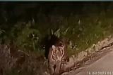 BBKSDA pasang kamera jebakan tanggapi kemunculan harimau di Siak