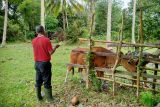 Pemkab Natuna terima dana alokasi khusus untuk mengobati ternak warga