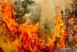 Turun drastis, titik panas di daerah prioritas Kalimantan