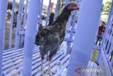 Pengunjung mengamati ayam Sentul pada acara launching sentoelken di Pendopo, Kabupaten Ciamis, Jawa Barat, Selasa (23/10/2023). Kegiatan cipta kreasi menu ayam Sentul dan pameran ayam Sentul yang diselenggarakan Dinas Peternakan dan Perikanan (Disnakkan) Ciamis itu bertujuan mengenalkan ayam Sentul khas Ciamis yang bisa dibudidayakan dan memberikan potensi keuntungan ekonomi. ANTARA FOTO/Adeng Bustomi/agr