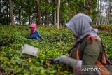 Buruh tani memanen teh di perkebunan teh PTPN VIII Afdeling II Ciater di Kabupaten Subang, Jawa Barat, Selasa (24/10/2023). Menurut buruh tani pada musim kemarau tahun ini, satu orang buruh tani hanya dapat memanen 20 kilogram teh dibandingkan pada musim hujan yang mampu memanen maksimal satu kuintal daun teh per hari. ANTARA FOTO/Raisan Al Farisi/agr