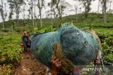 Buruh tani membawa hasil panen teh di perkebunan teh PTPN VIII Afdeling II Ciater di Kabupaten Subang, Jawa Barat, Selasa (24/10/2023). Menurut buruh tani pada musim kemarau tahun ini, satu orang buruh tani hanya dapat memanen 20 kilogram teh dibandingkan pada musim hujan yang mampu memanen maksimal satu kuintal daun teh per hari. ANTARA FOTO/Raisan Al Farisi/agr