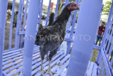 Pengenalan ayam Sentul khas Ciamis