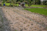 Petani siasati suhu panas dengan jerami padi