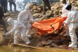 TNI-Polri evakuasi enam jenazah pendulang emas