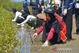 Duta wisata Agam-Inong  (Laki-perempuan)  dari seluruh perwakilan provinsi Aceh melakukan penanaman mamnggrove di hutan pesisir kabupaten Aceh Besar, Aceh, Minggu (29/10/2023). Aksi peduli lingkungan menanam manggrove disertai membersihkan pantai yang tercemar sampah plastik bekas di daerah pesisir itu dalam rangka memperingati Hari Sumpah Permuda dan sekaligus menyambut Pekan Kebudayaan Aceh dengan mengkampanyekan budaya bersih dan budaya cinta lingkungan. ANTARA FOTO/Ampelsa.