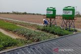 Tenaga surya membuat petani tetap berproduksi saat kekeringan melanda Cilacap