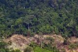 DLH Mukomuko kecamaksi perambahan hutan oleh oknum dewan