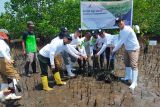 BBPOM Manado tanam seribu mangrove di Tiwoho