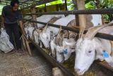 DPRD Palangka Raya minta pemkot beri pembinaan pengolahan pakan ternak
