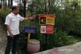 Kawasan wisata Hutan Pinus Limpakuwus segera dibuka kembali