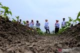 Bupati Banyuwangi Ipuk Fiestiandani (ketiga kanan) bersama forkopimda meninjau lahan persawahan di Kabat, Banyuwangi, Jawa Timur, Rabu (1/11/2023). Peninjauan langsung kondisi persawahan yang terdampak musim kemarau tersebut sebagai upaya pemerintah daerah dalam mengatur pembagian air dari DAM agar dapat mencukupi kebutuhan 110 ribu hektar lahan pertanian di Banyuwangi. ANTARA Jatim/Budi Candra Setya/zk 