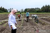 Bupati Banyuwangi Ipuk Fiestiandani (kiri) meninjau lahan persawahan di Kabat, Banyuwangi, Jawa Timur, Rabu (1/11/2023). Peninjauan langsung kondisi persawahan yang terdampak musim kemarau tersebut sebagai upaya pemerintah daerah dalam mengatur pembagian air dari DAM agar dapat mencukupi kebutuhan 110 ribu hektar lahan pertanian di Banyuwangi. ANTARA Jatim/Budi Candra Setya/zk 