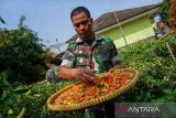 Anggota TNI panen cabai rawit