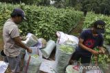 Pekerja menata buncis di Gegerbitung, Kabupaten Sukabumi, Jawa Barat, Kamis (2/11/2023). Badan Pusat Statistik mencatat Nilai Tukar Petani (NTP) pada Oktober 2023 mengalami kenaikan sebesar 115,78 atau naik 1,43 persen dibandingkan NTP bulan sebelumnya sebesar 114,14. ANTARA FOTO/Henry Purba/agr