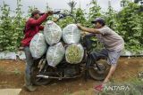 Petani menyusun karung buncis di Gegerbitung, Kabupaten Sukabumi, Jawa Barat, Kamis (2/11/2023). Badan Pusat Statistik mencatat Nilai Tukar Petani (NTP) pada Oktober 2023 mengalami kenaikan sebesar 115,78 atau naik 1,43 persen dibandingkan NTP bulan sebelumnya sebesar 114,14. ANTARA FOTO/Henry Purba/agr