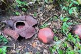 Lima individu bunga rafflesia bakal mekar di Palupuh Agam