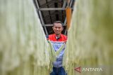 Senior Manager Pertamina EP Subang Field Ndirga Andri Sisworo melihat pengeringan serat daun nanas yang telah di ekstraksi di Pusat Edukasi dan Pemasaran Pesona Subang di Desa Cikadu Kecamatan Cijambe, Kabupaten Subang, Jawa Barat, Jumat (3/11/2023). Pertamina EP Subang Field menjalankan program PESONA Subang yang memberdayakan warga Desa Cikadu untuk mengolah serat daun nanas menjadi berbagai produk Eco Fashion dengan mesin decolacel yang mampu mengurangi karbon emisi sebesar 302,95 ton CO2eq per tahun. ANTARA FOTO/Raisan Al Farisi/agr
