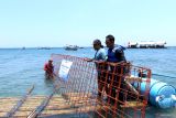 Sejumlah nelayan mengangkat media terumbu karang yang akan ditenggelamkan di pantai Bangsring, Banyuwangi, Jawa Timur, Kamis (2/11/2023). Program rehabilitasi ekosistem terumbu karang di zona konservasi pantai bangsring oleh PT Pelni bekerjasama dengan Universitas Brawijaya tersebut sebagai upaya mendukung upaya pengelolaan wilayah pesisir dan Laut yang berkelanjutan. Antara Jatim/Budi Candra Setya/zk.